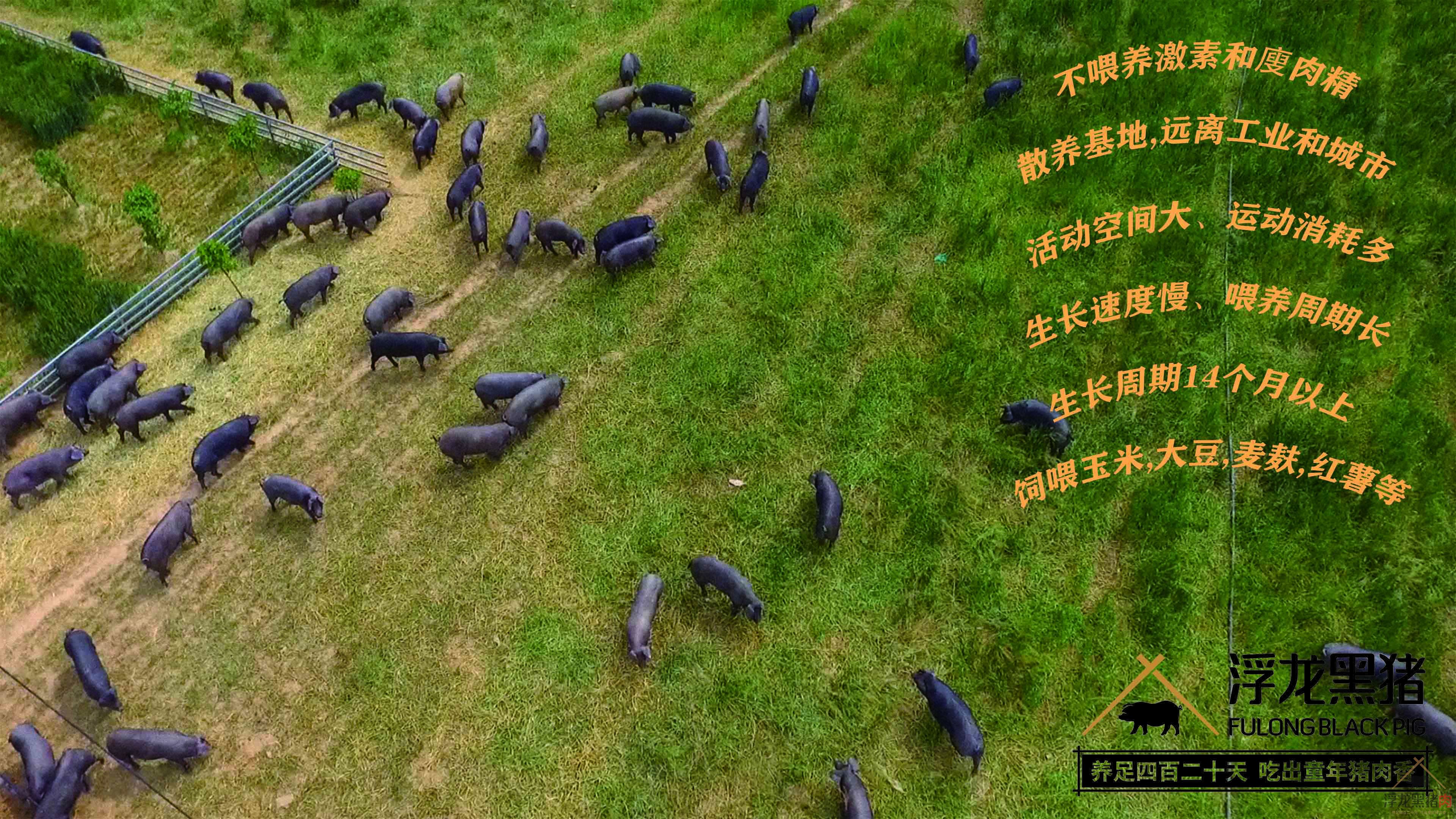 精瘦肉 生态黑猪肉(图9)